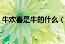 牛歡喜是牛的什么（牛歡喜是牛的什么器官）