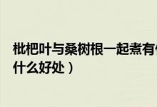 枇杷葉與桑樹根一起煮有什么好處（長(zhǎng)期喝枇杷葉煮的水有什么好處）