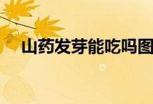 山藥發(fā)芽能吃嗎圖片(山藥發(fā)芽能吃嗎)