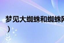 夢見大蜘蛛和蜘蛛網(wǎng)是什么預(yù)兆（夢見大蜘蛛）