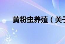 黃粉蟲養(yǎng)殖（關于黃粉蟲養(yǎng)殖的介紹）