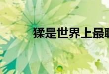 猱是世界上最聰明的動物嗎（猱）