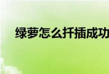 綠蘿怎么扦插成功率高（綠蘿怎么扦插）