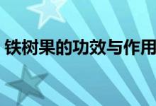 鐵樹(shù)果的功效與作用（鐵樹(shù)果的功效與作用）