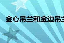 金心吊蘭和金邊吊蘭哪個好看（金心吊蘭）