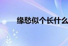 緣愁似個長什么意思（緣愁似個長）