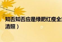知否知否應(yīng)是綠肥紅瘦全集免費(fèi)（知否知否應(yīng)是綠肥紅瘦李清照）