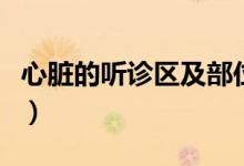 心臟的聽(tīng)診區(qū)及部位圖（心臟的聽(tīng)診區(qū)及部位）