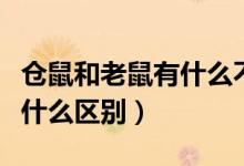 倉鼠和老鼠有什么不同的特點(diǎn)（倉鼠和老鼠有什么區(qū)別）