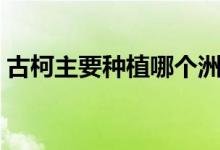 古柯主要種植哪個洲（古柯主要種植在哪里）