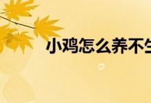 小雞怎么養(yǎng)不生?。ㄐ‰u怎么養(yǎng)）