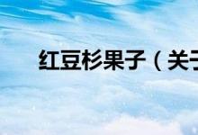 紅豆杉果子（關于紅豆杉果子的介紹）