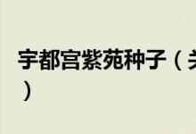 宇都宮紫苑種子（關(guān)于宇都宮紫苑種子的介紹）