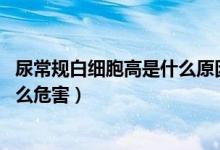 尿常規(guī)白細胞高是什么原因,嚴重嗎（尿常規(guī)白細胞偏高有什么危害）