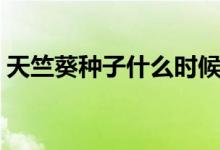 天竺葵種子什么時候播種最好（天竺葵種子）