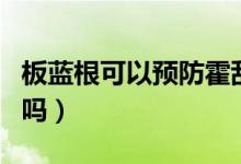 板藍根可以預(yù)防霍亂嗎（板藍根可以預(yù)防感冒嗎）