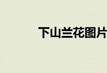 下山蘭花圖片及價格（下山蘭）