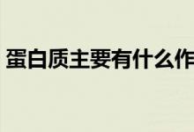 蛋白質主要有什么作用（蛋白質有什么作用）