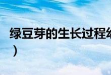 綠豆芽的生長(zhǎng)過(guò)程幼兒園(綠豆芽的生長(zhǎng)過(guò)程)