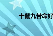 十鼠九苦命好不好(十鼠九苦)